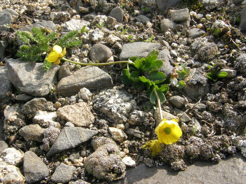 Ranunculus schmakovii