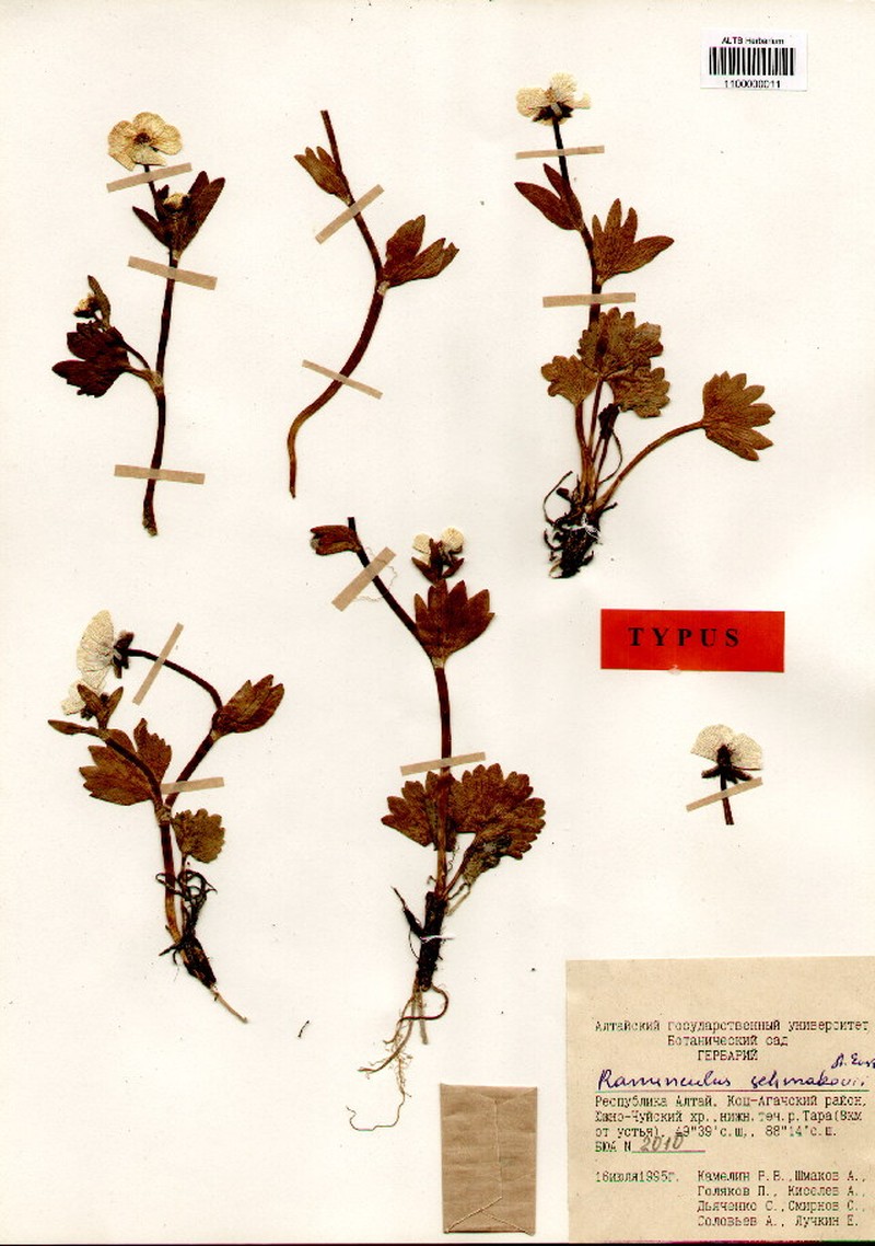 Ranunculus schmakovii photo 2