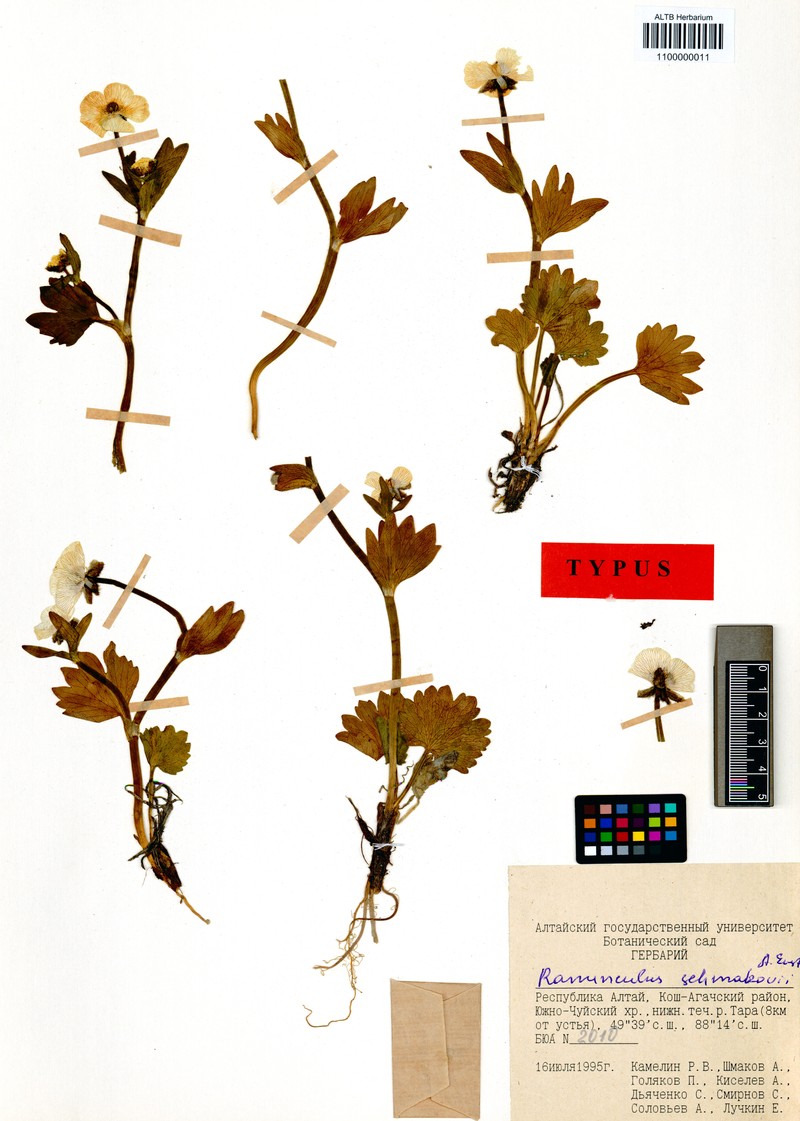 Ranunculus schmakovii photo 3