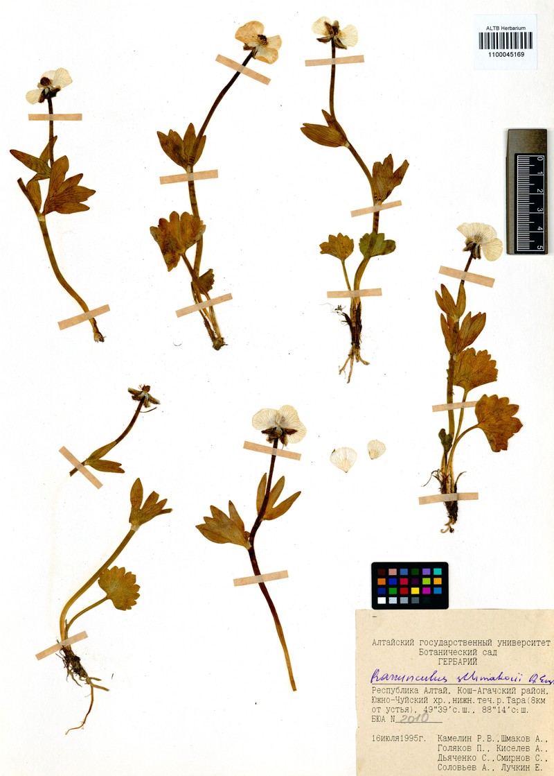 Ranunculus schmakovii photo 4