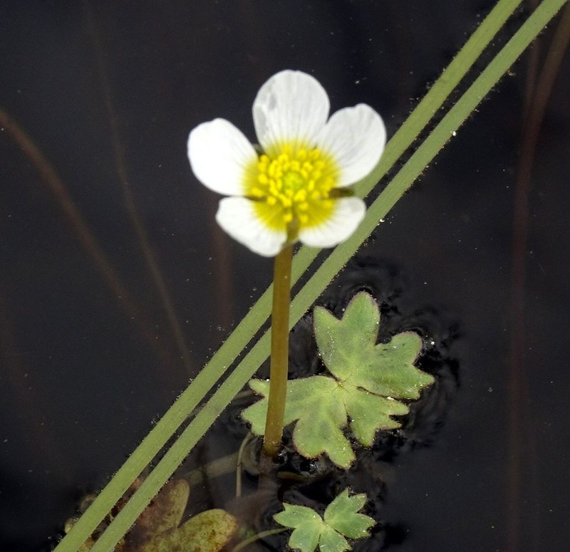 Ranunculus schmalhausenii