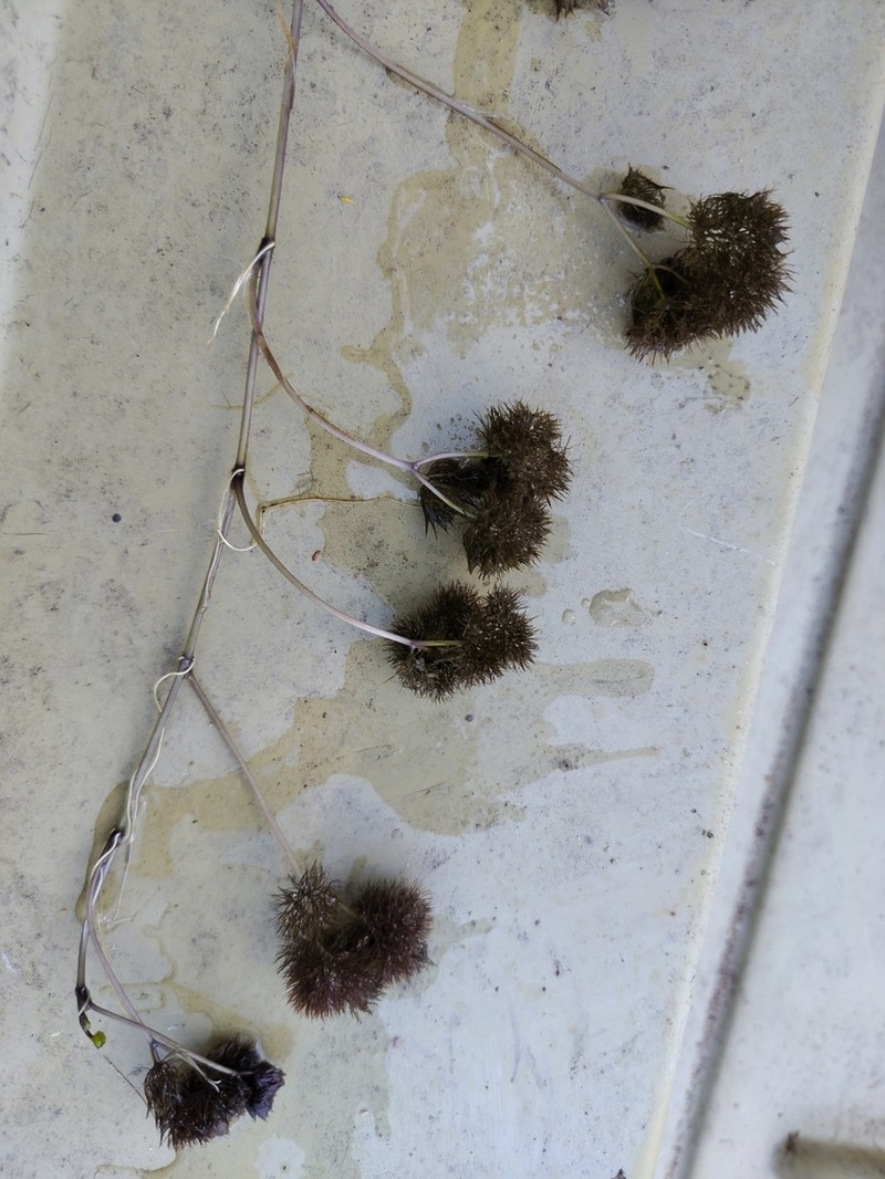 Ranunculus schmalhausenii photo 2