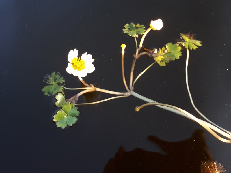 Ranunculus schmalhausenii photo 5