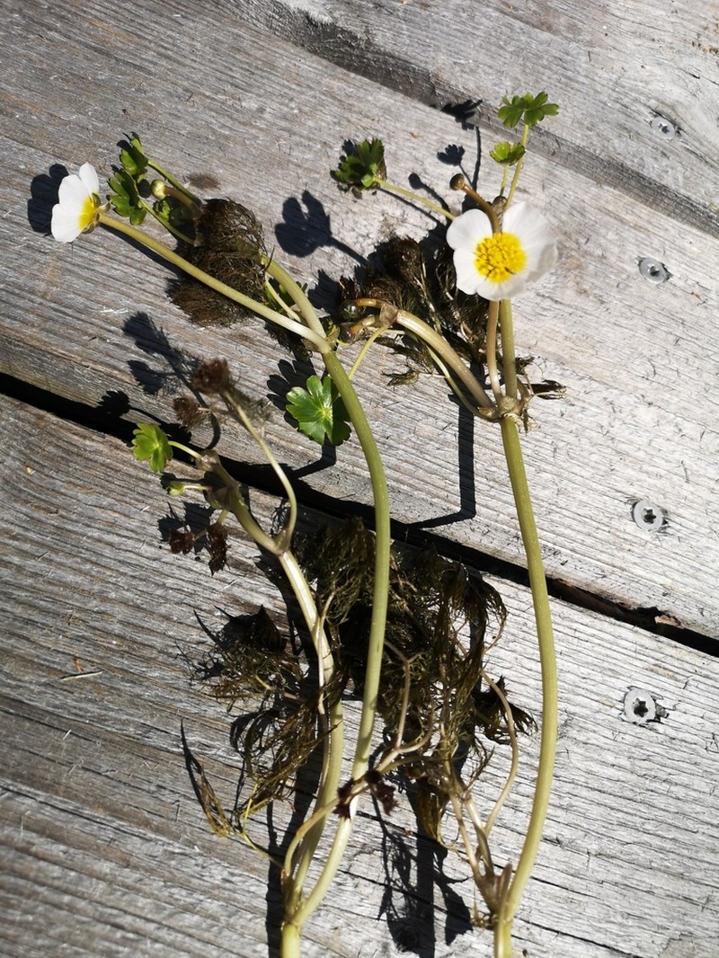 Ranunculus schmalhausenii photo 6
