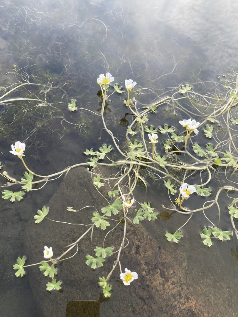 Ranunculus schmalhausenii photo 8