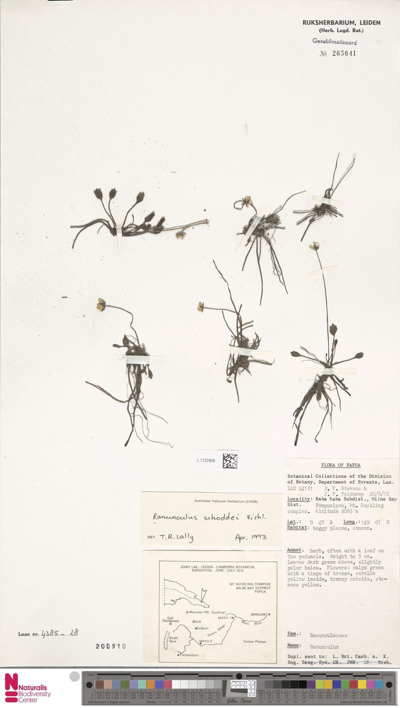 Ranunculus schoddei