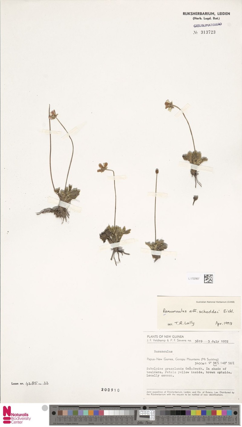 Ranunculus schoddei photo 2