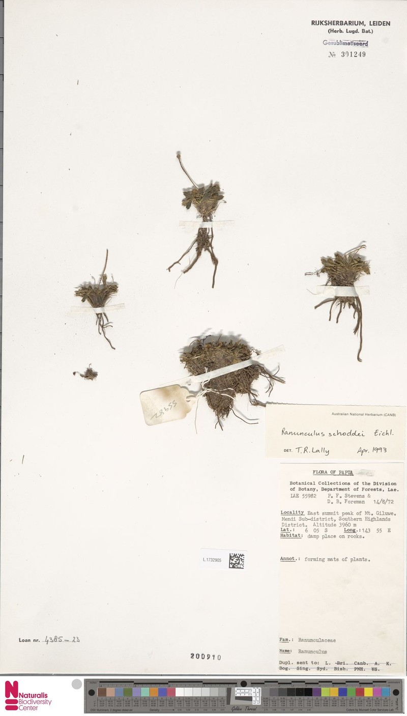 Ranunculus schoddei photo 3