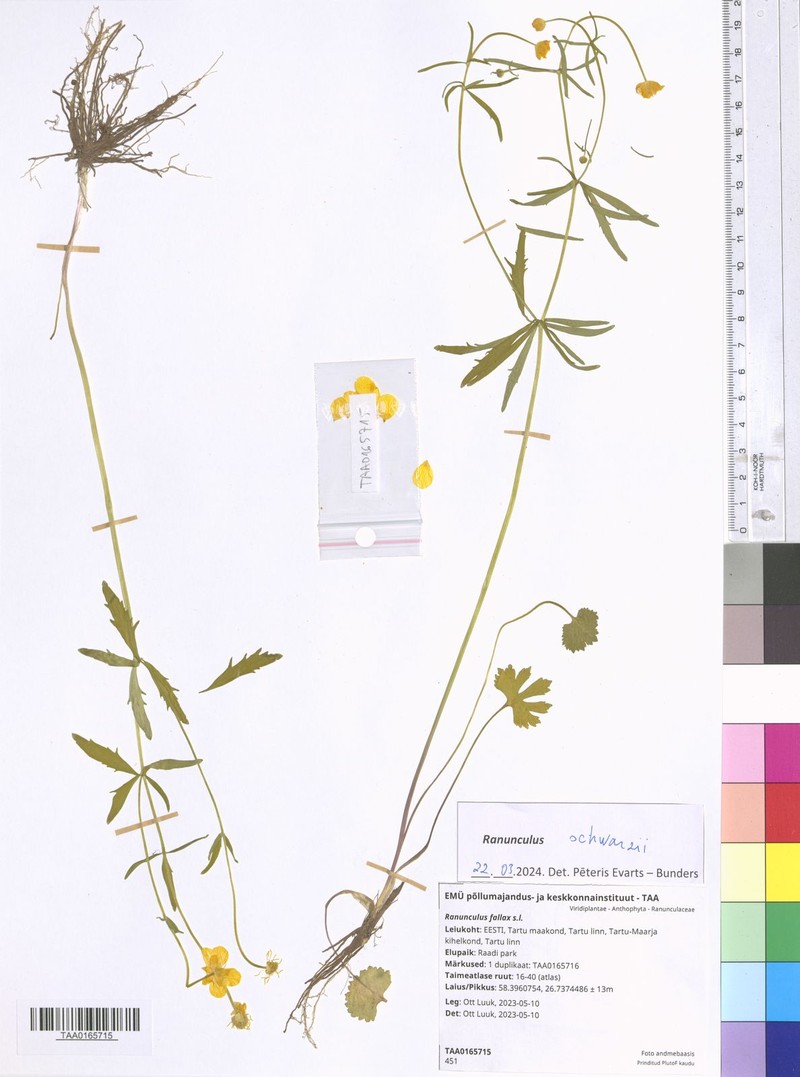 Ranunculus schwarzii