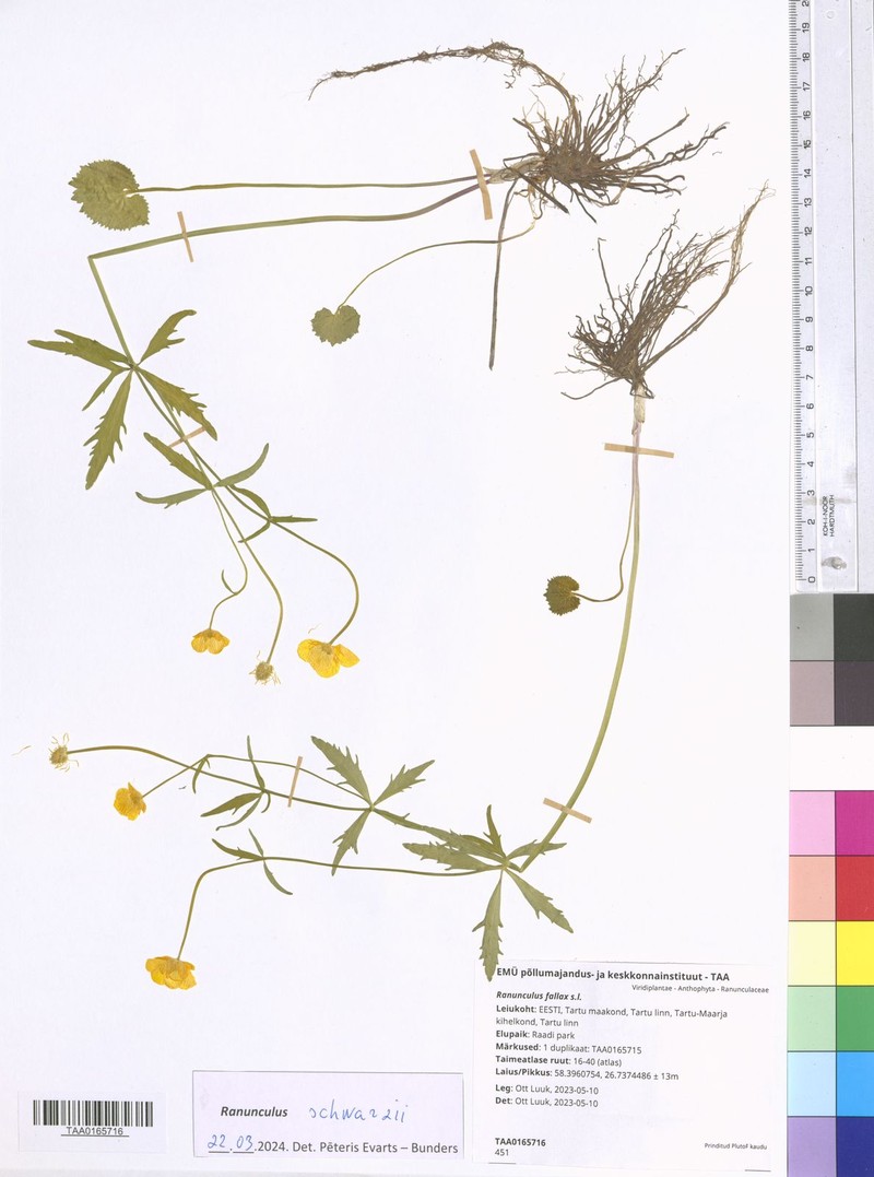 Ranunculus schwarzii photo 2