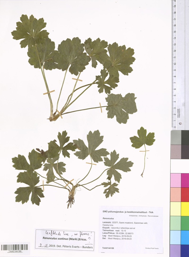 Ranunculus scotinus