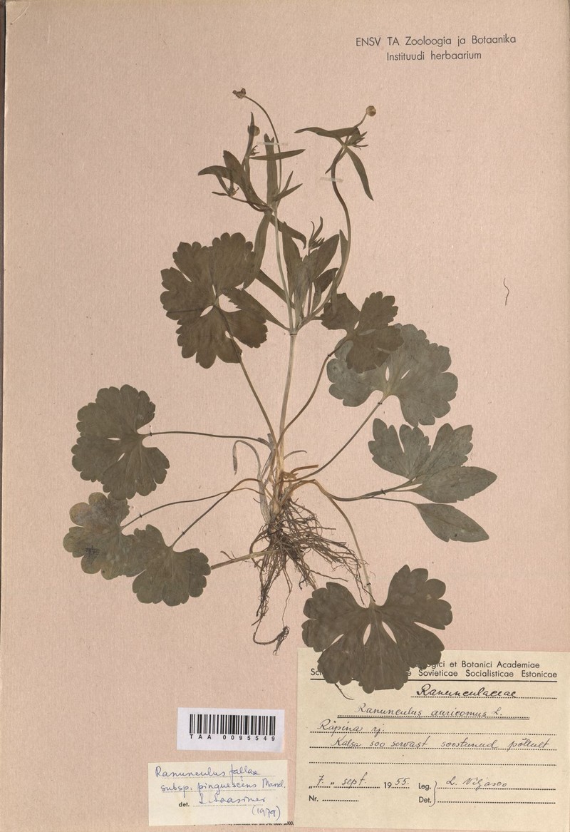 Ranunculus scotinus photo 2