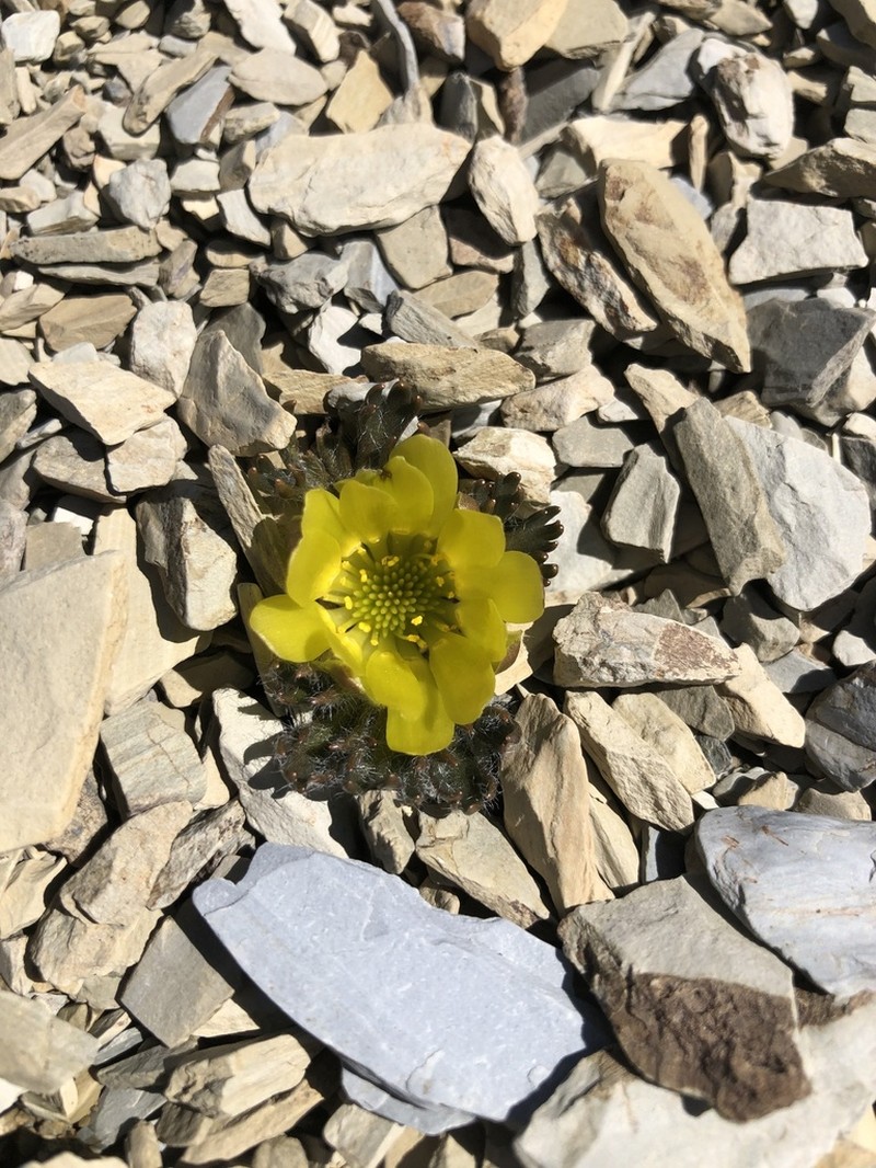 Ranunculus scrithalis