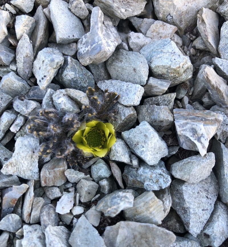 Ranunculus scrithalis photo 2