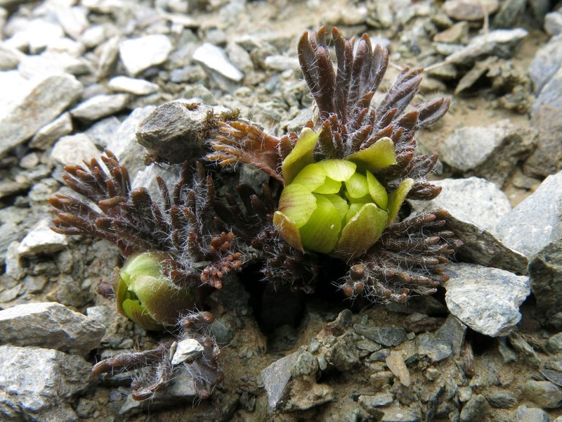 Ranunculus scrithalis photo 3