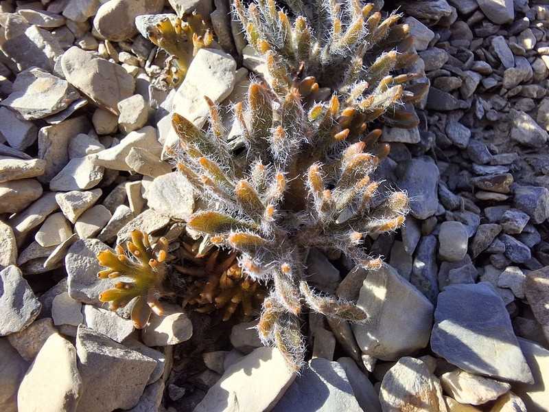 Ranunculus scrithalis photo 4