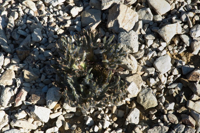 Ranunculus scrithalis photo 5