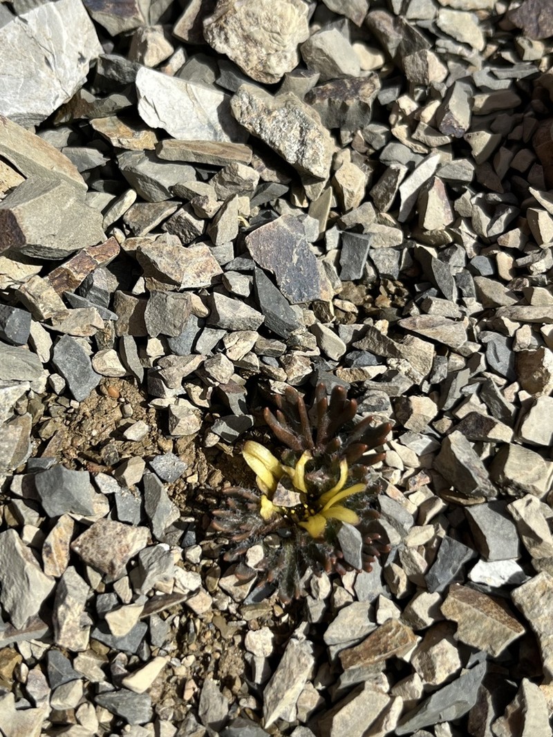 Ranunculus scrithalis photo 7