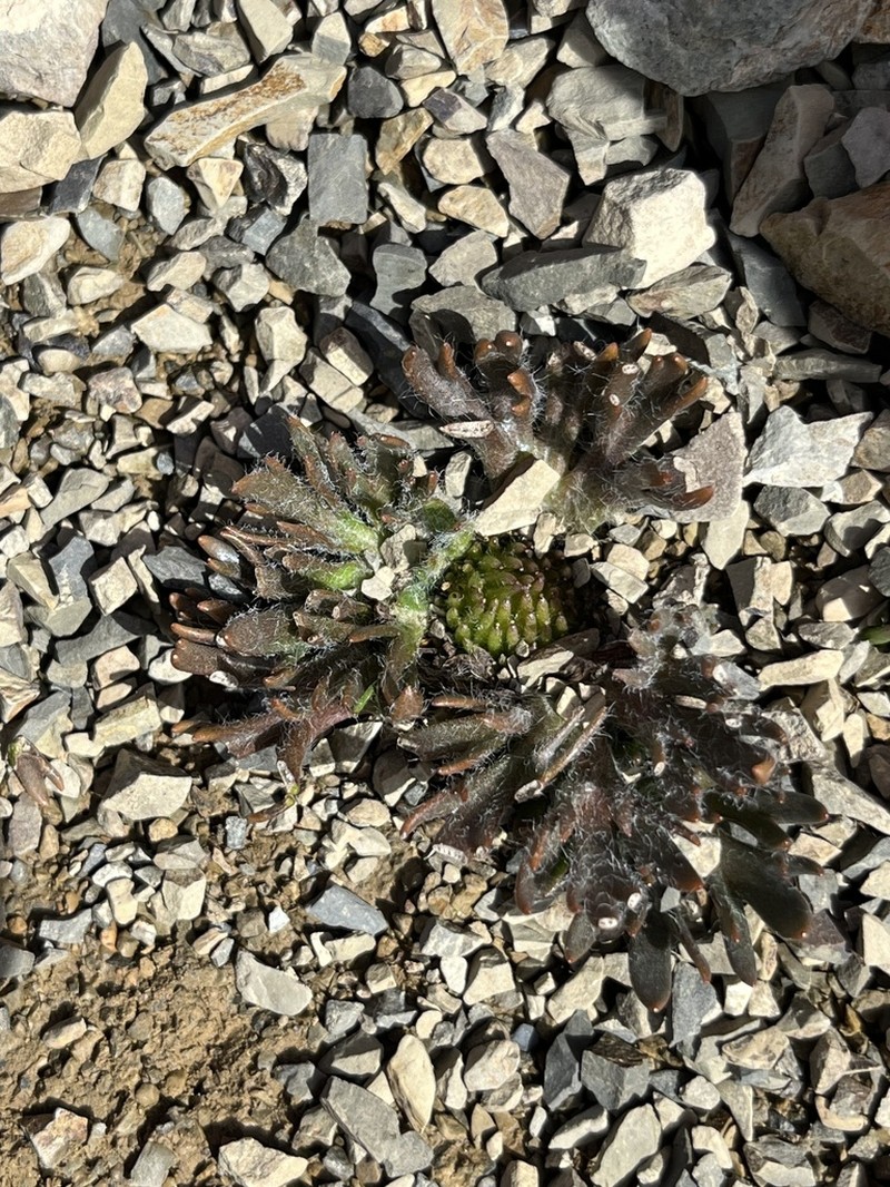 Ranunculus scrithalis photo 8