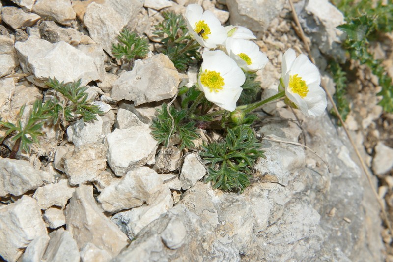 Ranunculus seguieri photo 2
