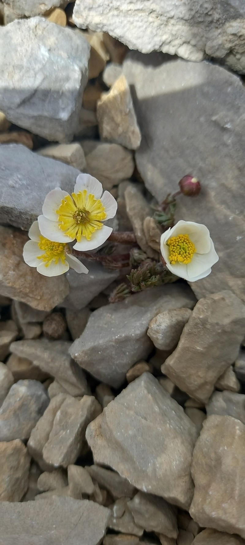 Ranunculus seguieri photo 3