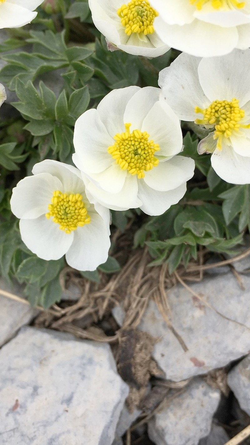 Ranunculus seguieri photo 4