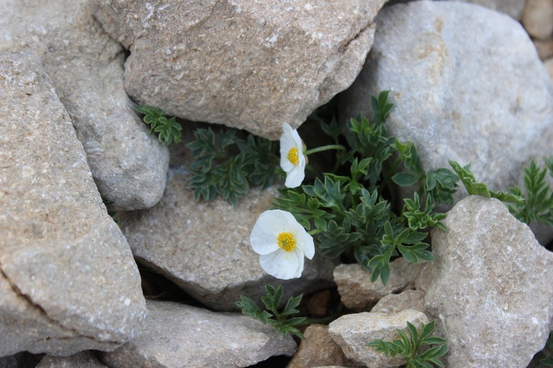 Ranunculus seguieri photo 5