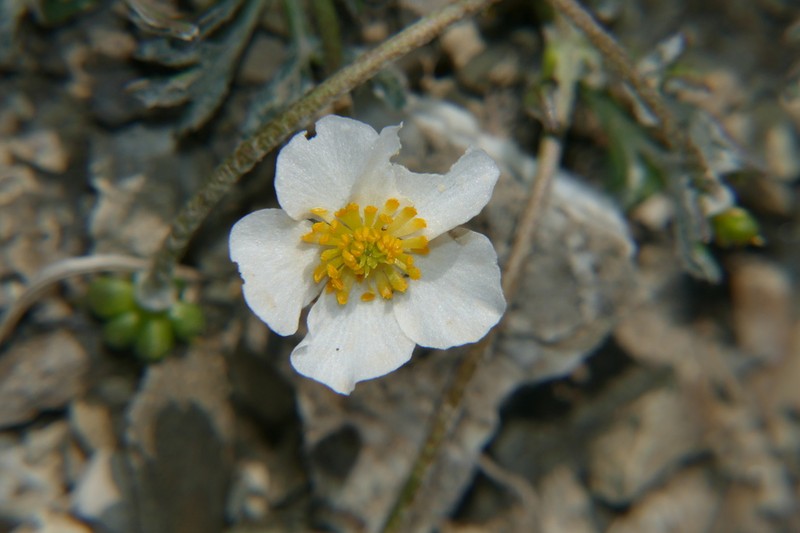 Ranunculus seguieri photo 6