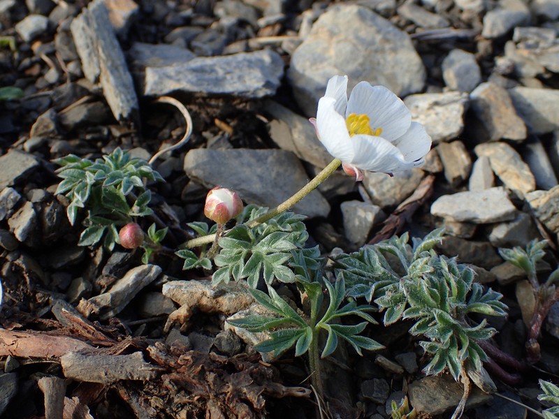 Ranunculus seguieri photo 7