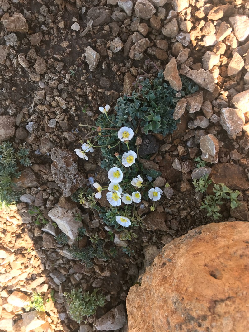 Ranunculus seguieri photo 8