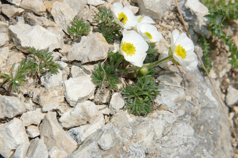 Ranunculus seguieri subsp. seguieri