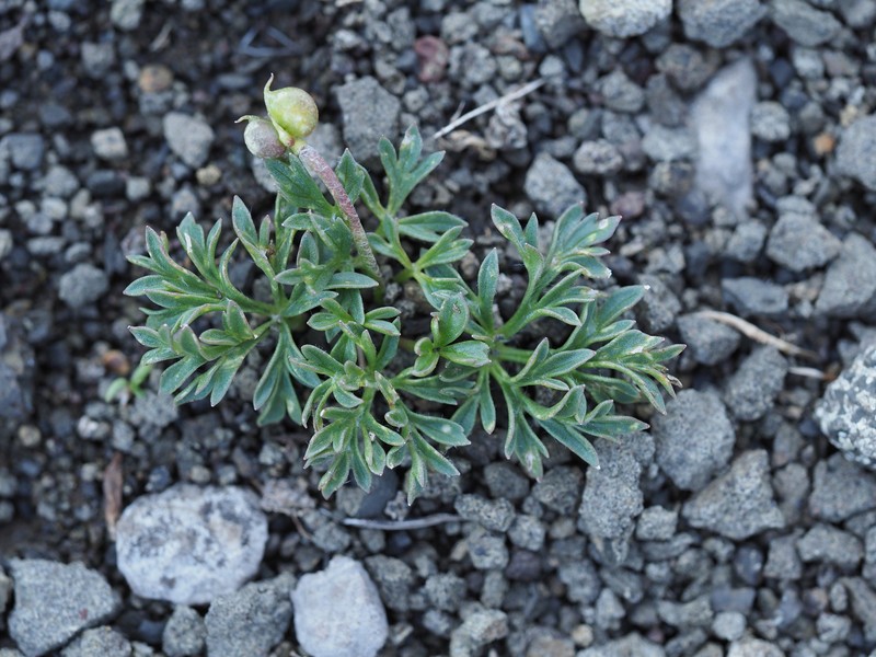Ranunculus seguieri subsp. seguieri photo 2