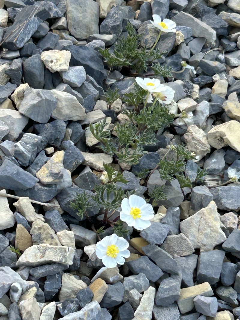Ranunculus seguieri subsp. seguieri photo 3