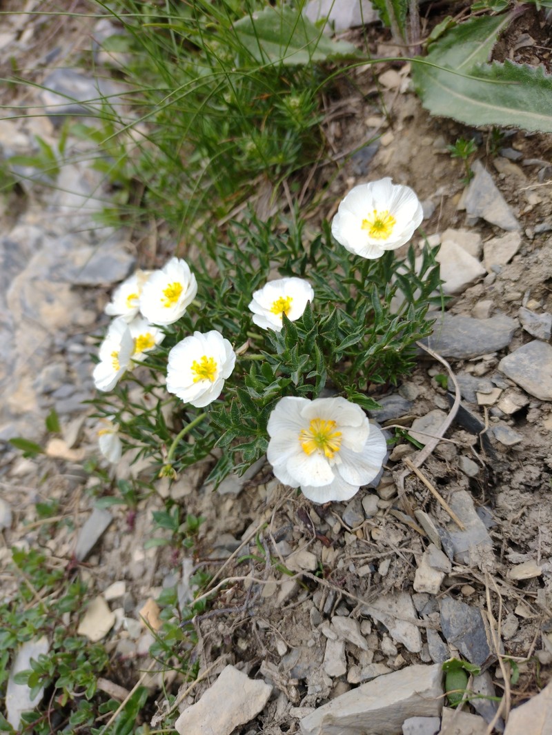 Ranunculus seguieri subsp. seguieri photo 4