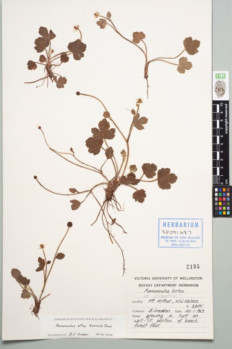 Ranunculus septempartitus