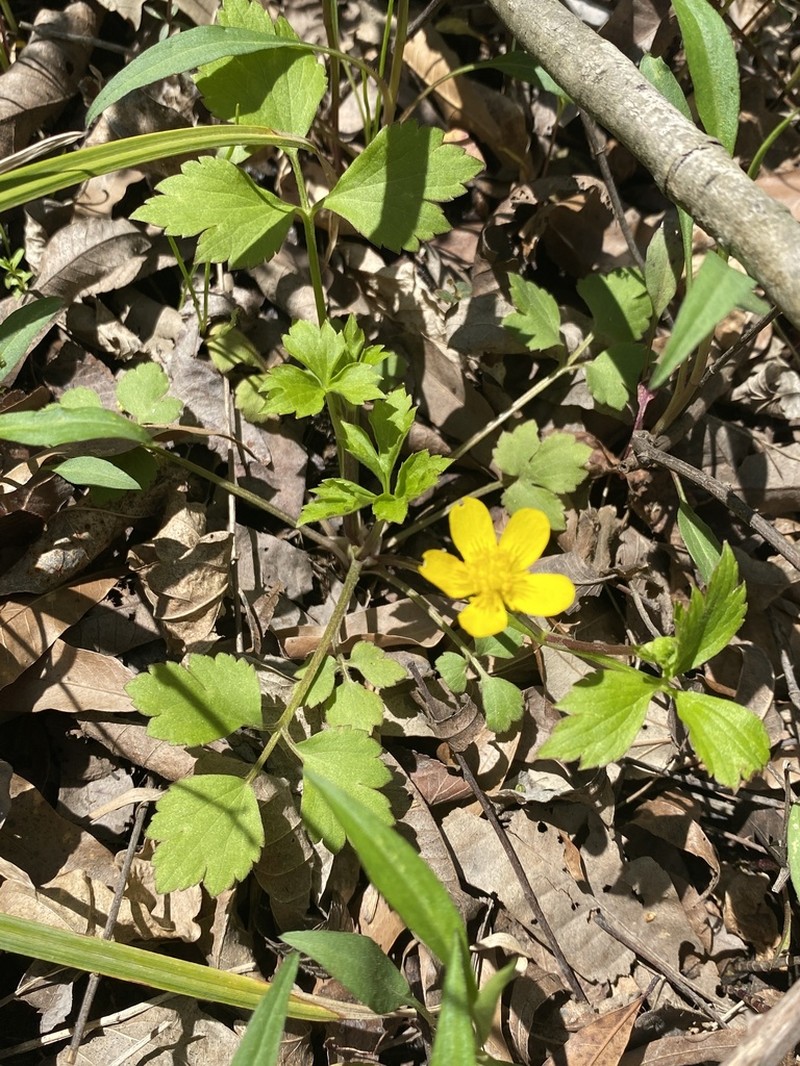 Ranunculus septentrionalis