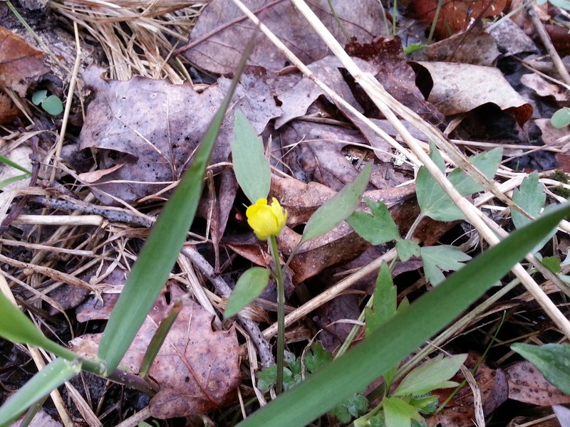Ranunculus septentrionalis photo 2