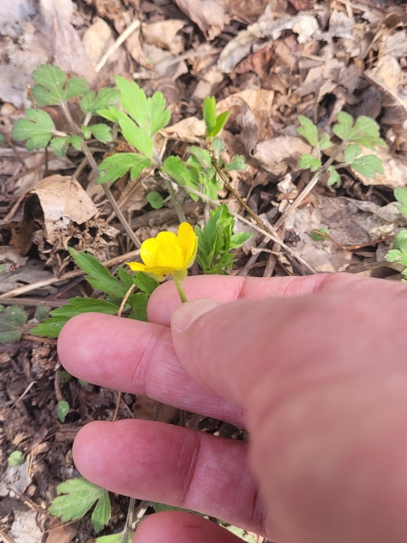 Ranunculus septentrionalis photo 3
