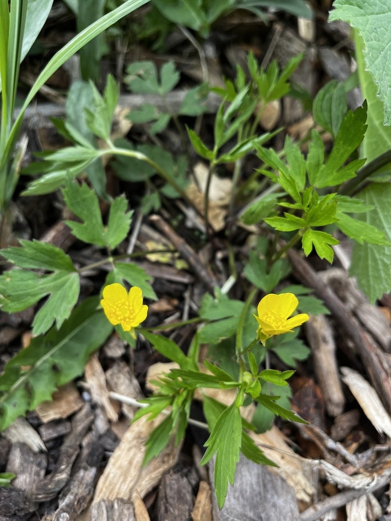 Ranunculus septentrionalis photo 4