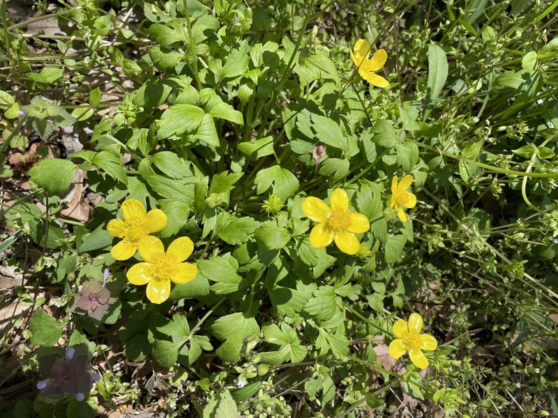 Ranunculus septentrionalis photo 5