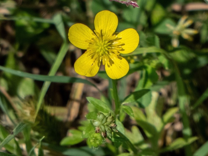 Ranunculus septentrionalis photo 6