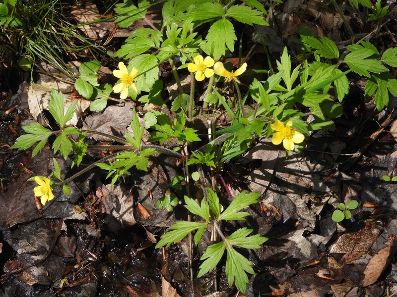 Ranunculus septentrionalis photo 7