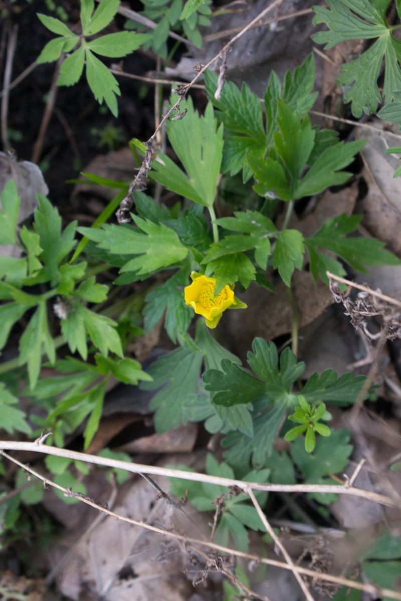 Ranunculus septentrionalis photo 8
