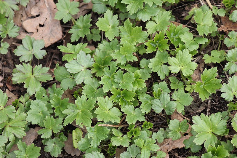 Ranunculus serbicus