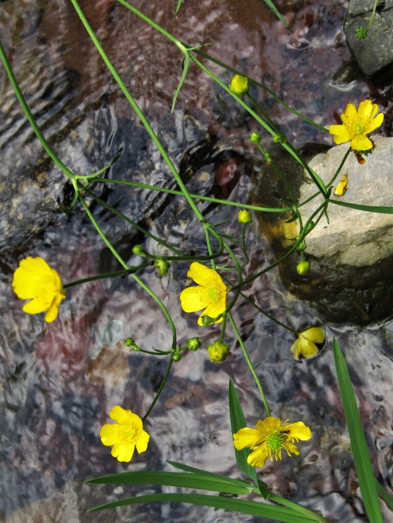 Ranunculus serbicus photo 2