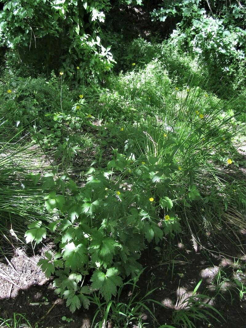 Ranunculus serbicus photo 4