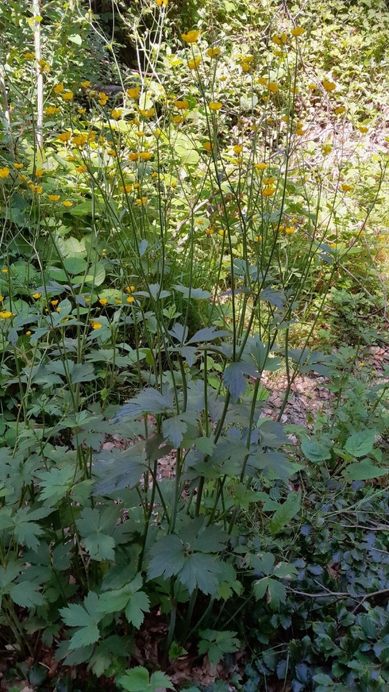 Ranunculus serbicus photo 5