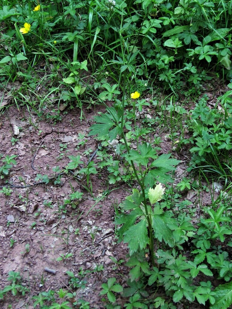 Ranunculus serbicus photo 6