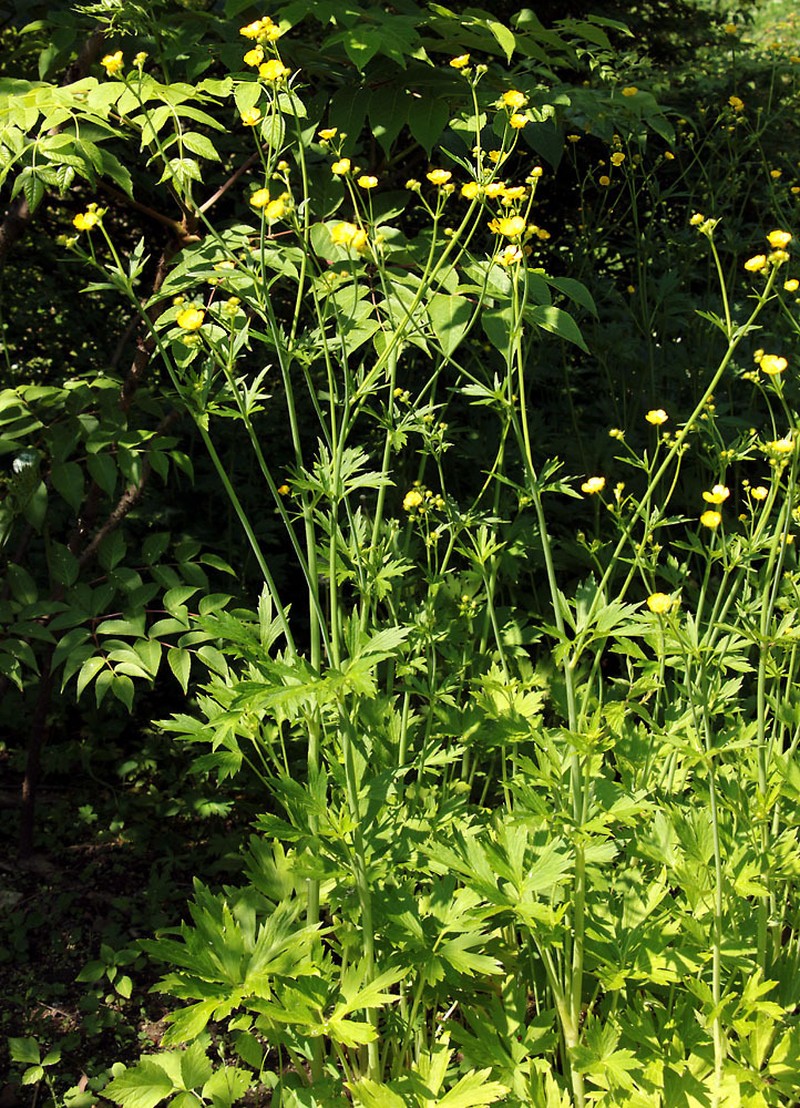 Ranunculus serbicus photo 7