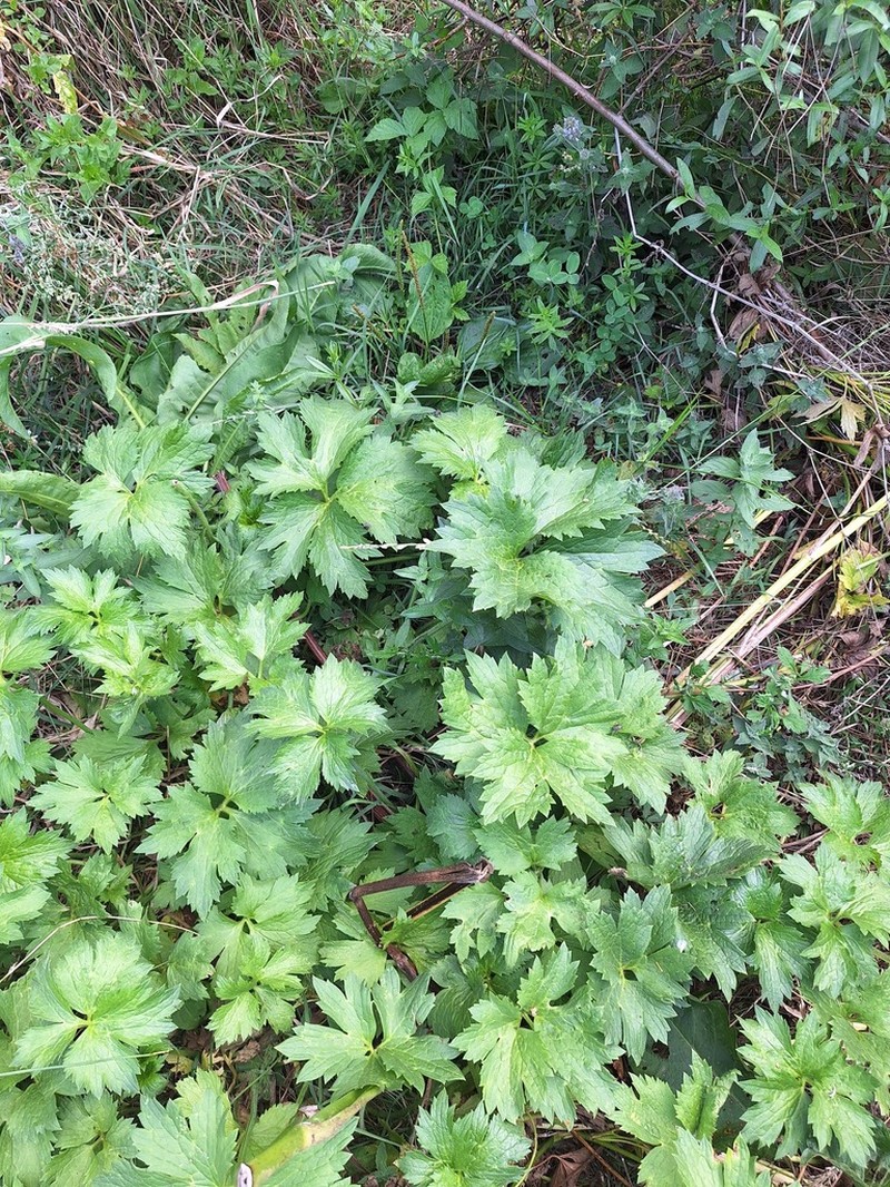 Ranunculus serbicus photo 8